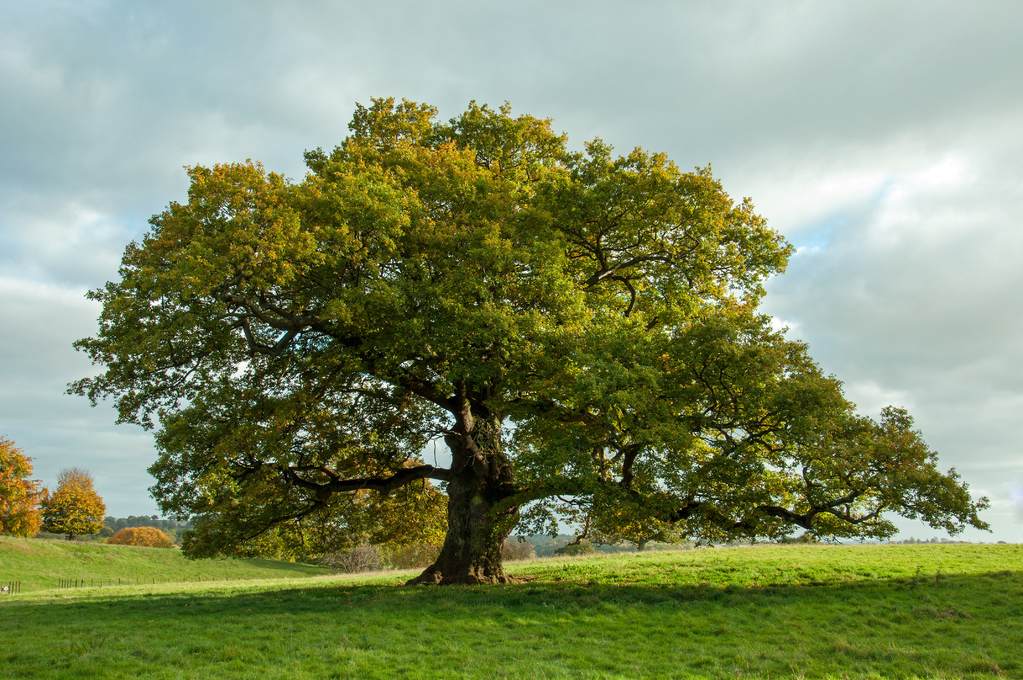 Baum-Provider